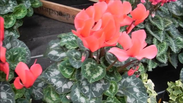 ПОЧЕМУ ПОГИБАЮТ РАСТЕНИЯ ? ПОСУДА: ГОРШОК ИЛИ БЛЮДЦЕ ? КЕРАМЗИТ ИЛИ ОТВЕРСТИЯ ? #oldenburgru #16 смотреть онлайн