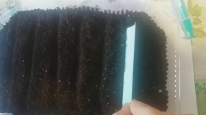 Гвоздика травянка посев в январе