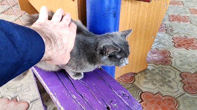 Кошка✅ ходит везде✅ где кошке вздумается❗❗❗ Глажу кошку❗❗❗ смотреть онлайн