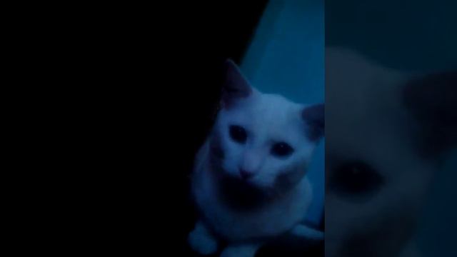 Кот насрал смотреть онлайн