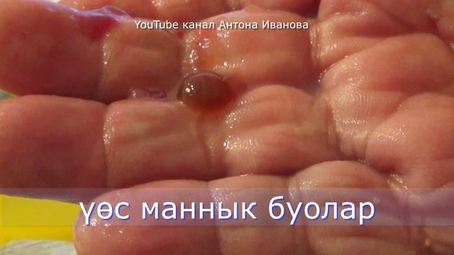 Мастеркласс по удалению желчи карася(собону үөстээһин)#собо#карась#carp смотреть онлайн
