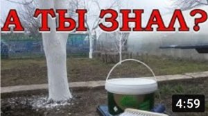 Весенняя побелка ДЕРЕВЬЕВ???