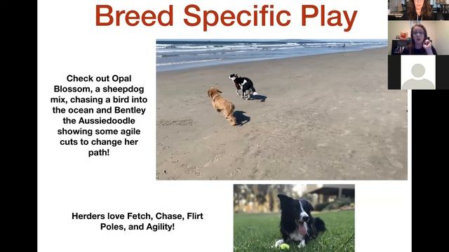 Canine Learning Academy Rowdy Rover Online Class (Class 2) смотреть онлайн