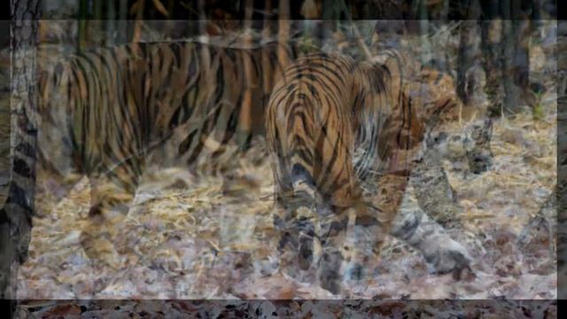 Tiger Tiger burning bright смотреть онлайн