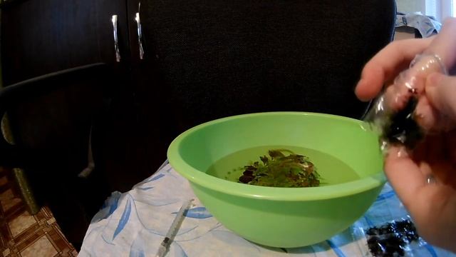 Обеззараживание аквариумных растений смотреть онлайн