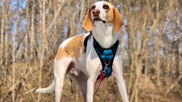 American Foxhound - TOP 10 Interesting Facts смотреть онлайн