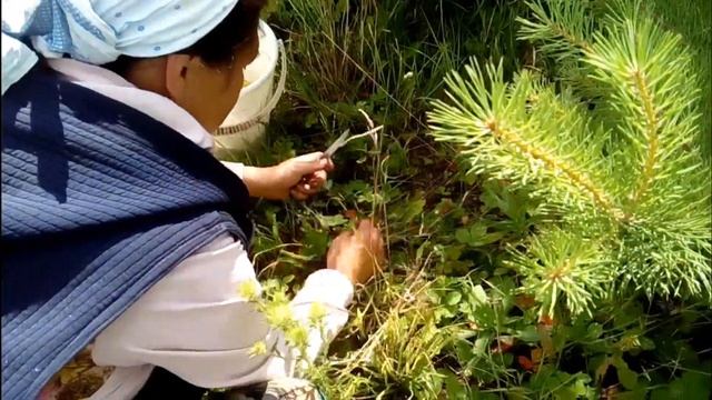 Сходили в лес по грибы с сыном//Грибной суп//Дети гуляют. смотреть онлайн