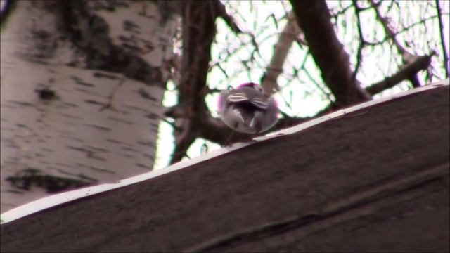 Дача ,весна, птицы , пруд #дача #весна #деревня #будни смотреть онлайн