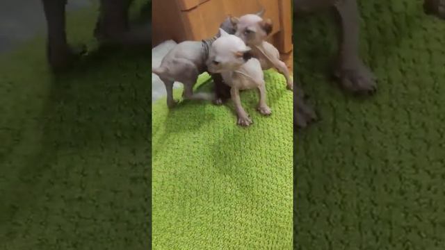 Котята донской сфинкс, аквадискотека! 5 декабря 2021 г. смотреть онлайн
