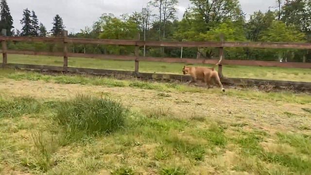 Немецкая овчарка нападает на Питбуля | German Shepherd Attacks Pitbull смотреть онлайн