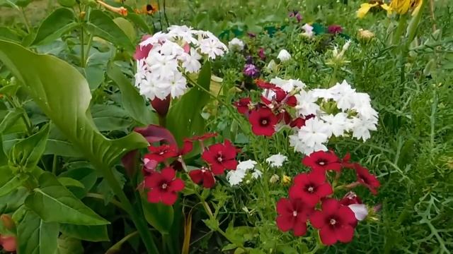 ?Флоксы однолетние ! Разноцветные шары ! Выращивание и уход. ? смотреть онлайн