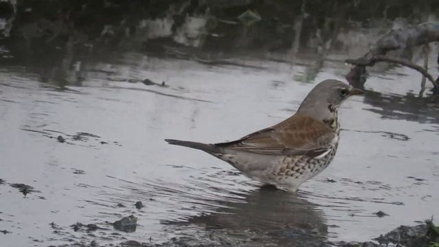 Дрозды зимой на реке, водоплавающий рябинник )) смотреть онлайн
