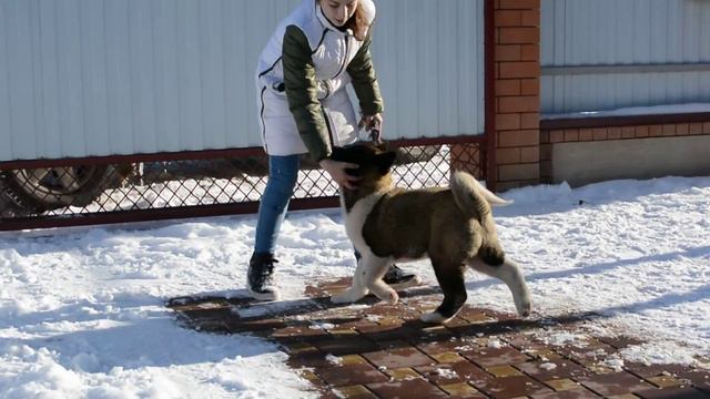 Продается девочка Американская акита п-к Жбаноф смотреть онлайн