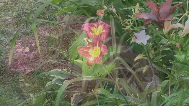 Лилейник гибридный Найт Бекон. Daylily Hybrid Knight Bacon. смотреть онлайн