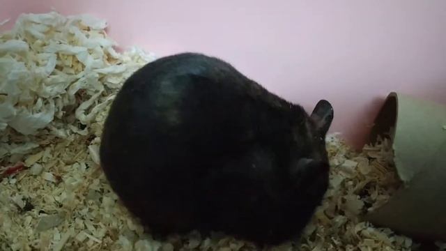 Russian hamster. Сирийский хомяк Василий. 햄스터 Голодное время. смотреть онлайн