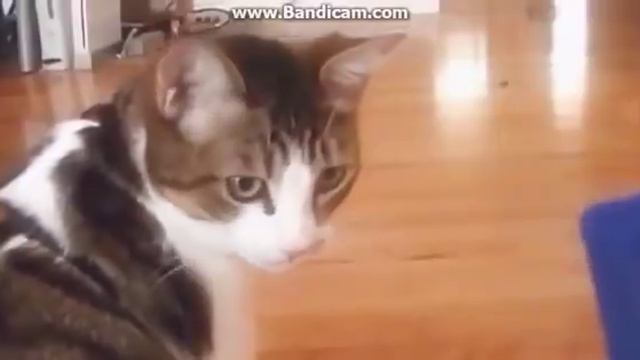 Кот и реакция на расчёска