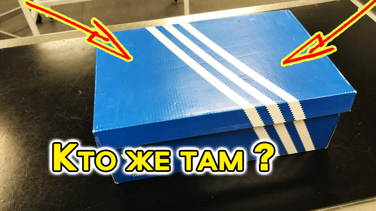 Мужчина нашел коробку из-под обуви, стоящую в переулке. Внутри был слабый новорожденный котенок смотреть онлайн