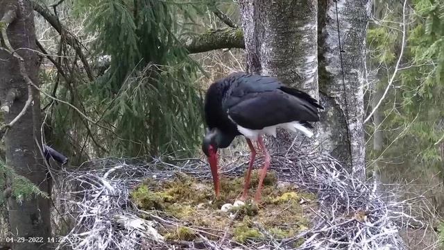 Must-toonekurg2 | Intruder female again return in nest | April 29, 2022 смотреть онлайн