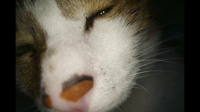 Kai W по-русски: Безумный объектив Laowa 24mm f/14 смотреть онлайн