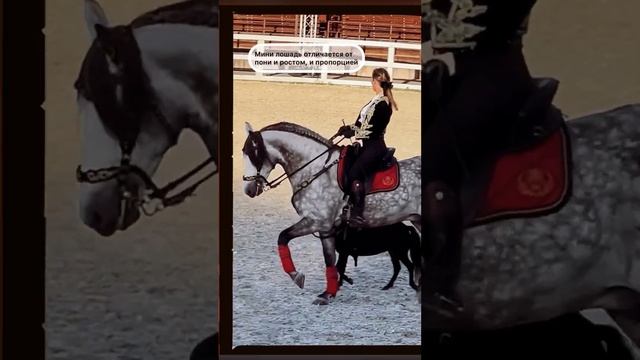 Мини #лошади - это не пони! смотреть онлайн