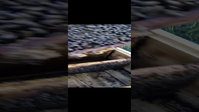 Переселения роя из ловушки в Улей (1) смотреть онлайн