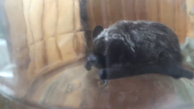 Летучая мышь! Ночью залетела к сыну - жениться пора! смотреть онлайн