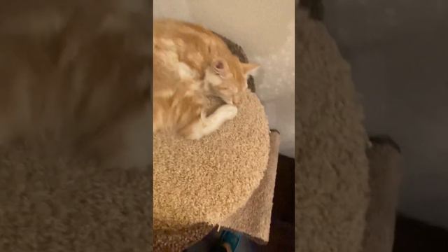 Хорошие пельмени это очень очень вкусно кот после обеда.