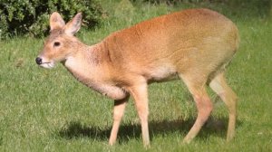 Водяной Олень Интересные Факты