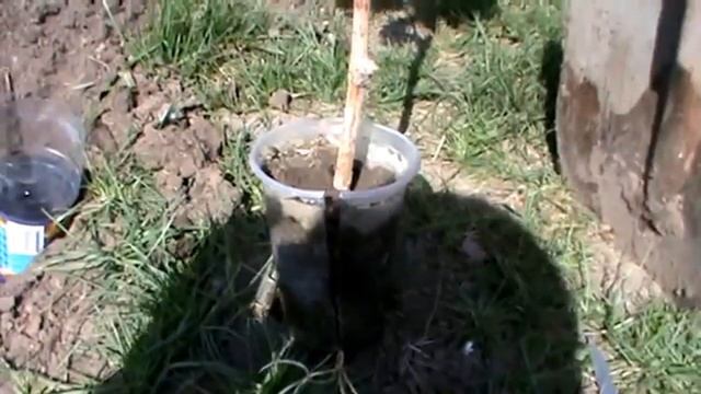 Посадка винограда.посадка винограда черенками.посадка винограда весной смотреть онлайн