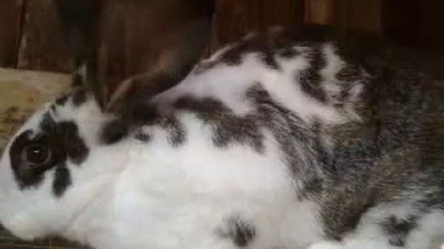 Types of rabbits breeds. Raising Checkered Giant Rabbit. смотреть онлайн