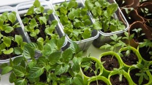 Настой луковой шелухи для подкормки рассады