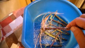 Размножение ежевики стеблевыми черенками