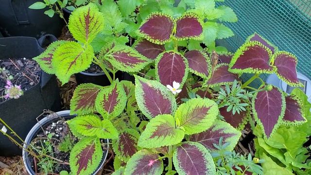 Grow And Propagate Coleus – The Ultimate Plant For Beginners! смотреть онлайн