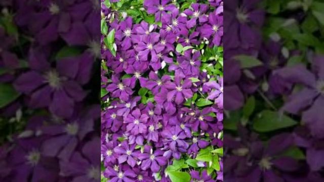 CLEMATIS - 5 NAJLEPSZYCH ODMIAN DO OGRODU I NA BALKON.