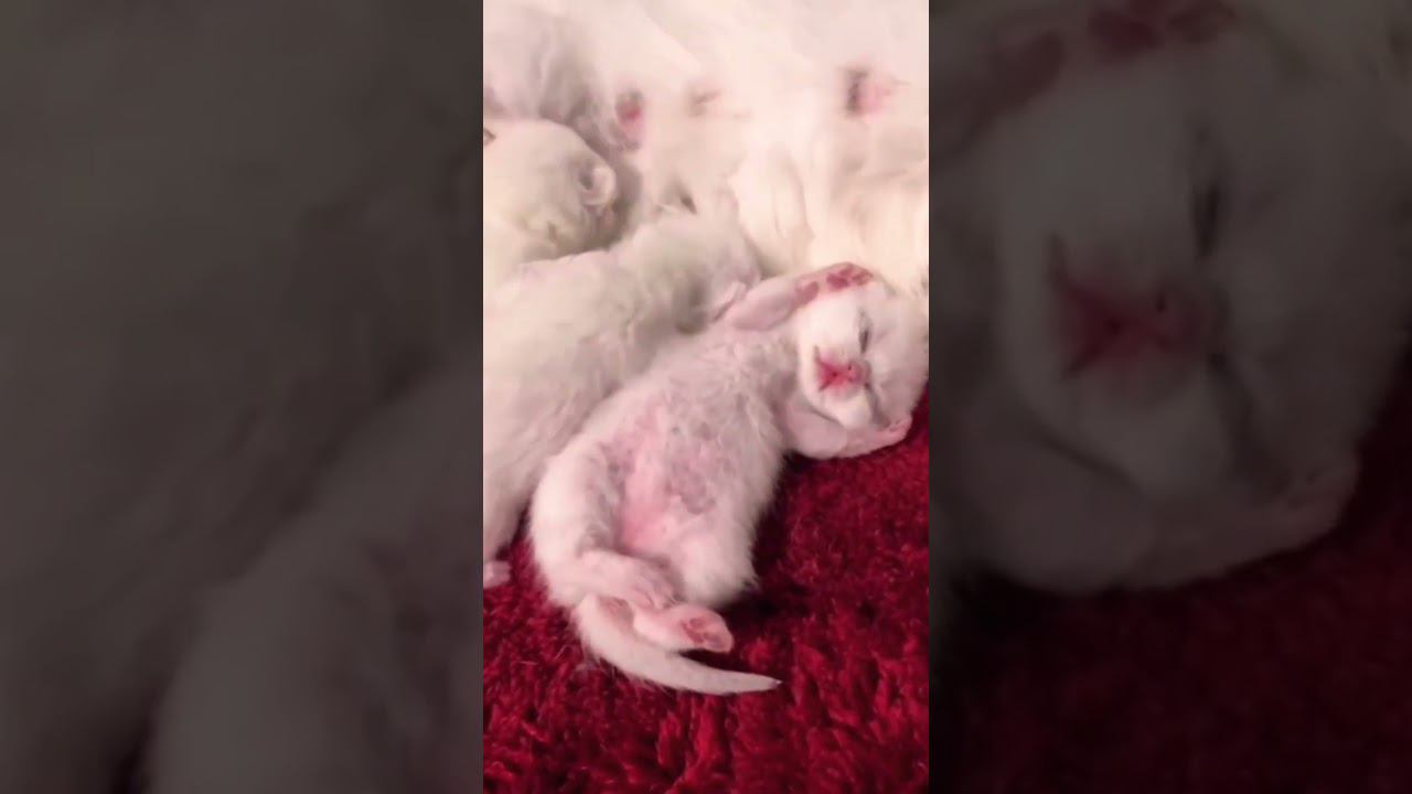 ▷Котятки пусечки◁ смотреть онлайн