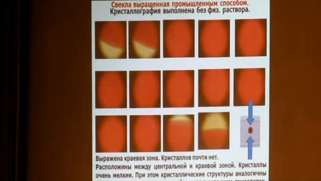 Расскажите свекле о плацебо. Гомеопатия и растения (доклад на Гом.конференции 2017) смотреть онлайн