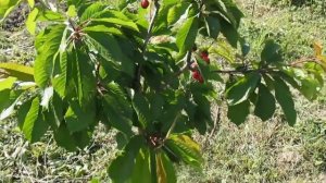 Черешня Валерий Чкалов - первое плодоношение.