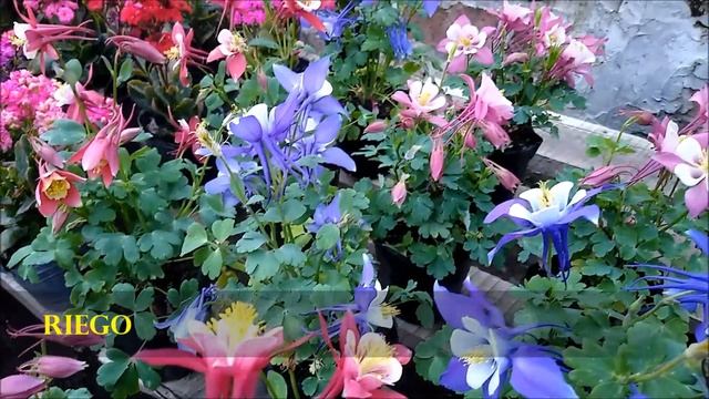 Aquilegia Vulgaris - Vivero Marra смотреть онлайн