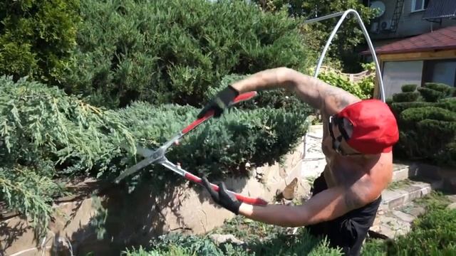 Как постричь можжевельник! Варианты! смотреть онлайн