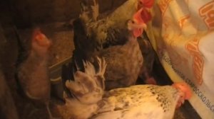 ПЕРЕВОЗКА ВЗРОСЛОЙ ПТИЦЫ  как мы это делаем // ПТИЦА