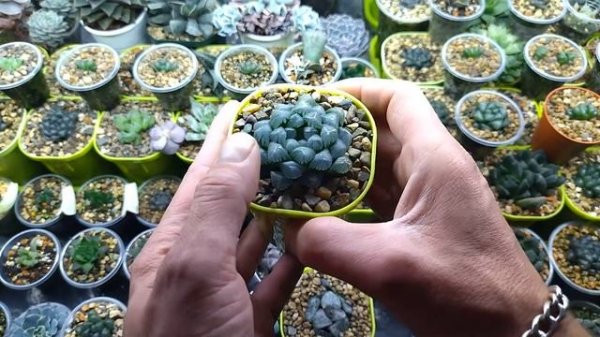 Небольшой обзор суккулентов!!!