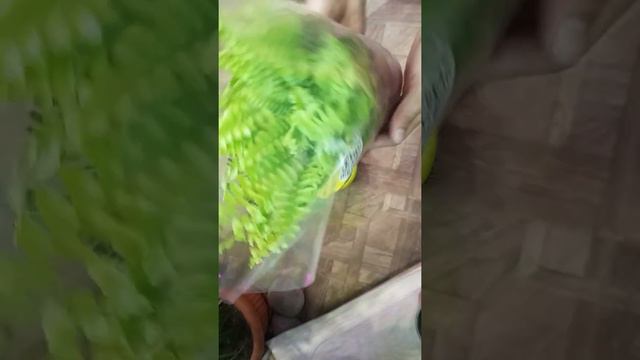 Опять новиночки! Мимоза и папоротник. смотреть онлайн