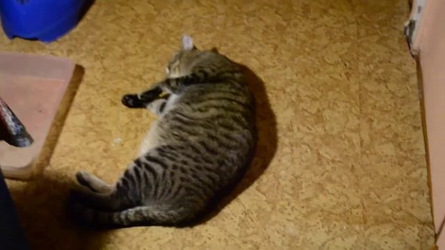 Кот Вася делает кувырок