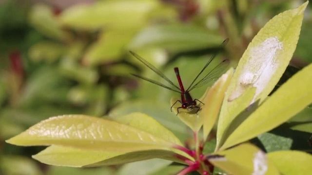 6 минут удивительных природных пейзажей и расслабляющей музыки для снятия стресса смотреть онлайн