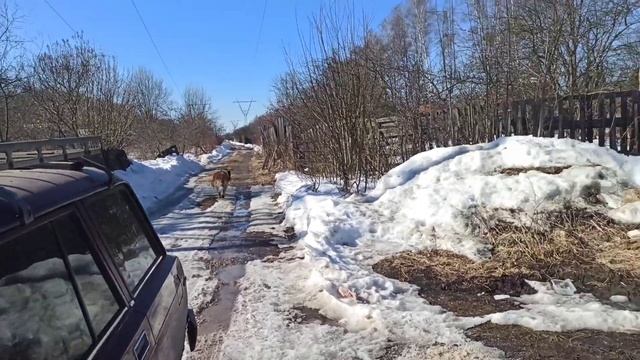 Накормил бездомных собачек! Яндекс Дзен "Михалыч в теме" смотреть онлайн