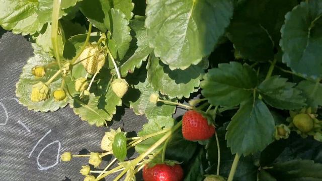 08-06-10 Нейтрал. Потрясающе вкусный сорт. смотреть онлайн