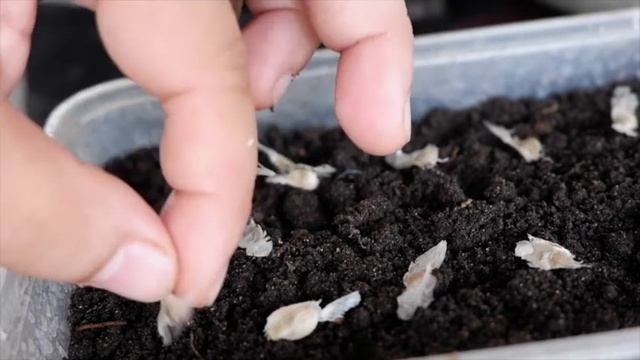 GERMINATING TABEBUIA SEEDS (Trumpet Tree)