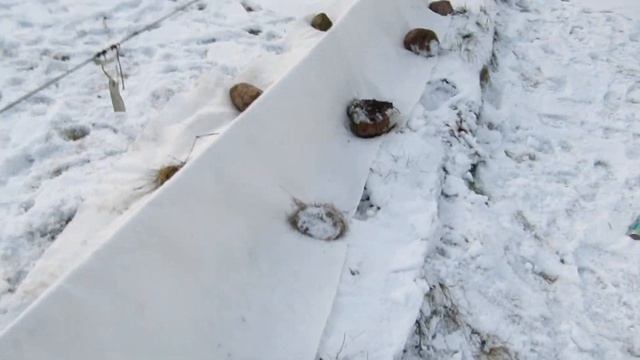 ??Укрытие винограда геотекстилем. Укрытие винограда на зиму. Виноград. смотреть онлайн