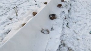 ??Укрытие винограда геотекстилем. Укрытие винограда на зиму. Виноград.