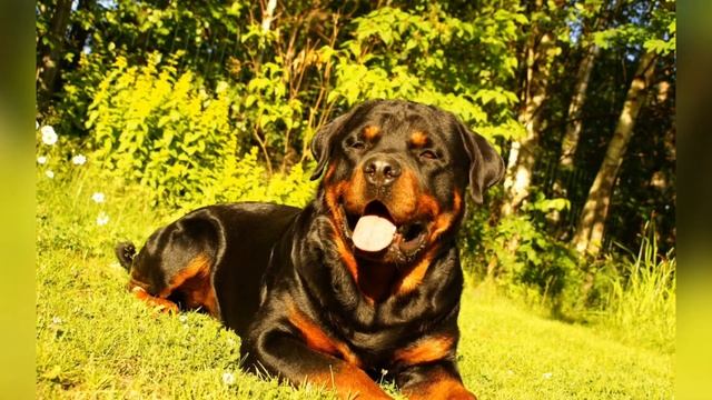 Обзор породы собак ротвейлер смотреть онлайн